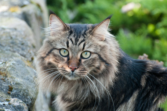 Siberian Cat