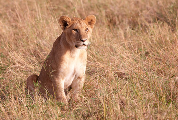 Fototapeta na wymiar Cub Lew (Panthera leo) close-up