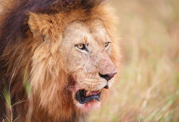 Lion (panthera leo) close-up