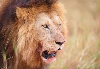 Foto auf Acrylglas Panther Lion (panthera leo) close-up