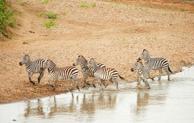 Fototapeta na wymiar Herd of zebras (African Equids)