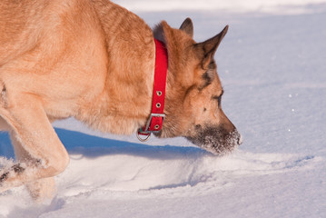 Curiosity. West siberian laika (husky) in winter forest