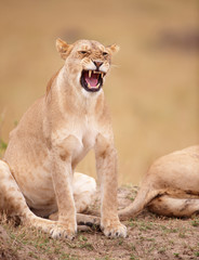 Lioness (panthera leo) close-up