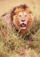 Lion (panthera leo) in savannah