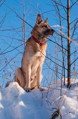 Sitting West siberian laika (husky)