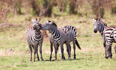 Fototapeta na wymiar Herd of zebras (African Equids)