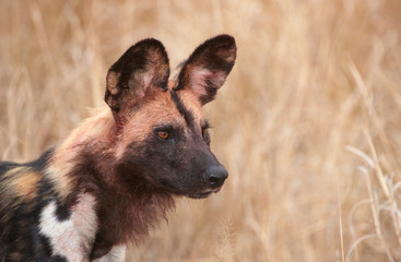 Naklejka premium African Wild Dog (Lycaon pictus)