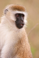 Black-faced vervet monkey (Chlorocebus pygerythrus)