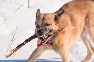 West Siberian Laika (Husky) playing with a stick