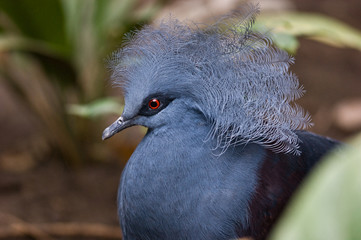 Blue crowned pigeon (goura cristala)