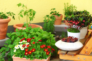 Terrace or roof gardening