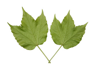 Foglie Edera © RobertoM