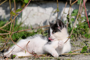 Fototapeta premium Katzenkind liegt im Sand