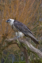 Bartgeier (Gypaetus barbatus)