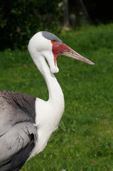Wattled Crane