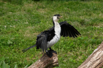 Cormoran