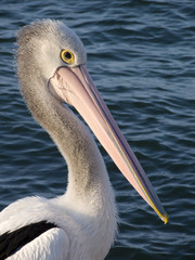 pelican close-up