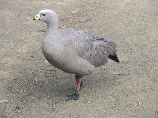 cape barren goose