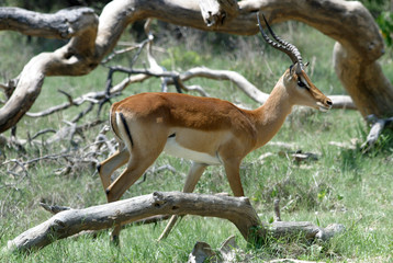 Naklejka premium Antilope - Namibia