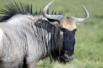 Obraz premium Gnu - Namibia