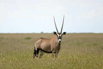 Antilope Namibia