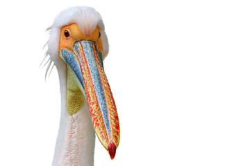 pelican 2