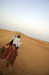 cammelli nel deserto