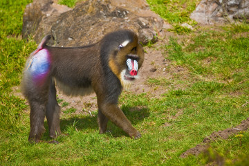 Mandrill (Mandrillus sphinx), primate with colorful face