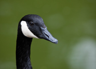 Canada Goose head close up isolated on green.