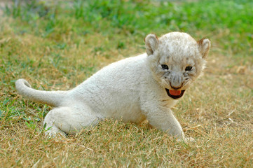 baby lion