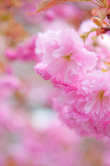 ピンク色の八重桜