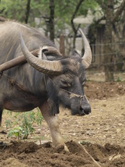 Arando con bufalo en Vietnam