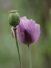 Adormidera (planta de la heroina)
