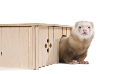 Home ferret emerges from his house