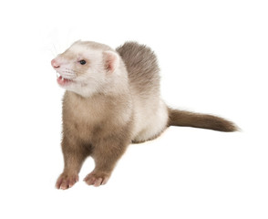 Pastel color ferret on a white background