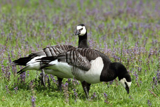 bernache nonnette,branta leucopsis