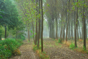 Fototapeta premium alberi 797