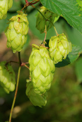 Hopfenpflanze - hop plant 05