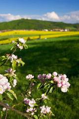 Flowering apple tree and beautiful spring countryside
