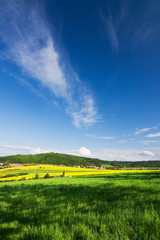 Fototapeta premium Spring landscape with a field of yellow rape and blue sky