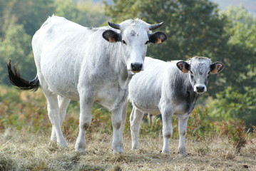 vache gasconne et son veau