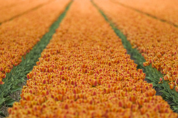 Orange Red Tulip Field