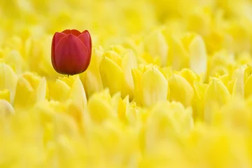 Crédence de cuisine en verre imprimé Tulipe Single Red Tulip In Yellow Tulip Field
