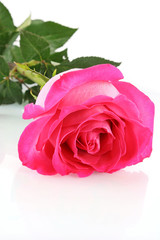 Beautiful pink rose on   white background