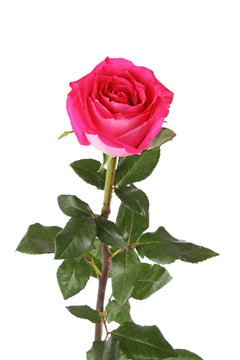 beautiful pink rose on  white background