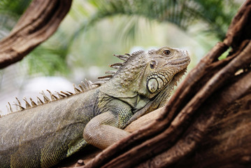 Iguana in a tree