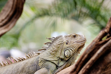 Iguana in a tree