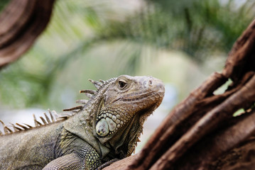 Iguana in a tree