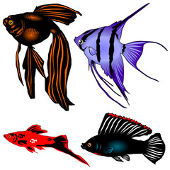 collection aquarian fishes on a white background vector
