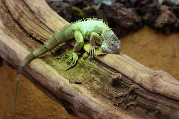 Iguana on a tree branch